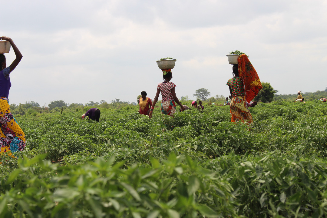 Women harvesting produce in a Complete Farmer field