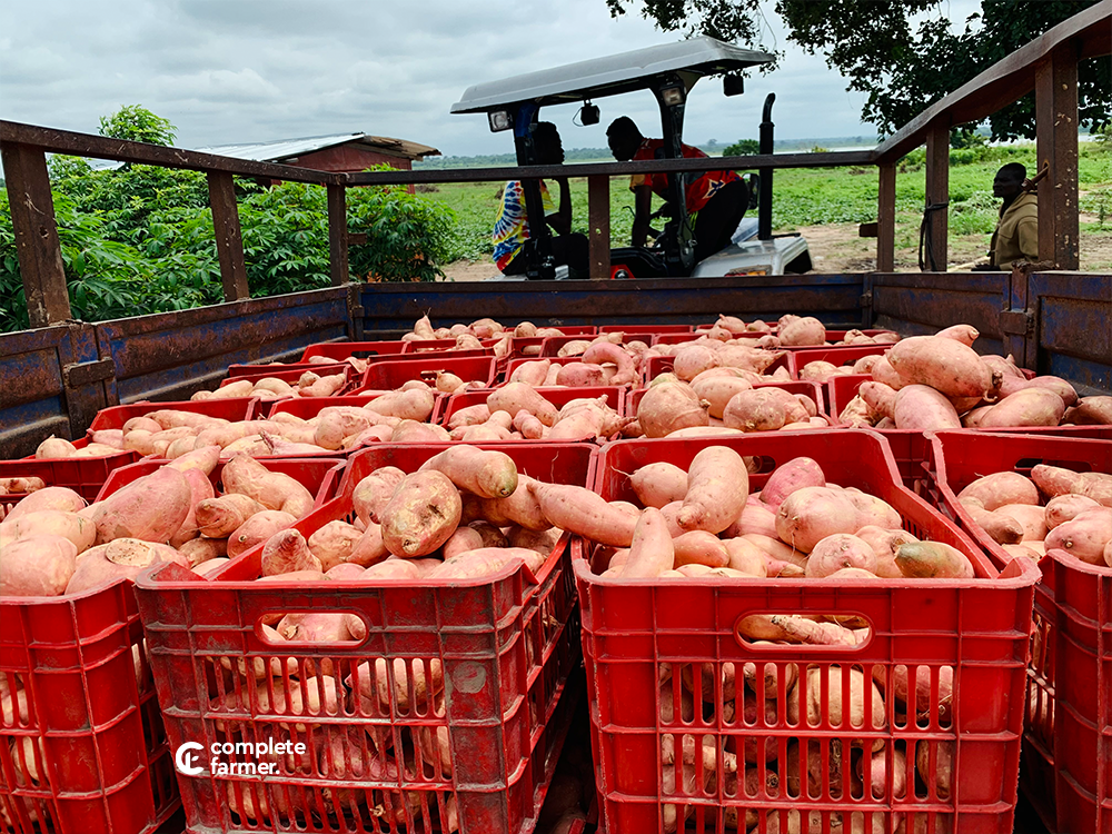 Crates of freshly harvested sweet potatoes ready for transport